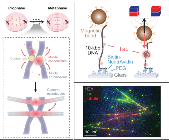 [손민주 교수] Tau condensation on DNA mediates microtubule attachment suggesting a mitotic role for centromere-localized tau